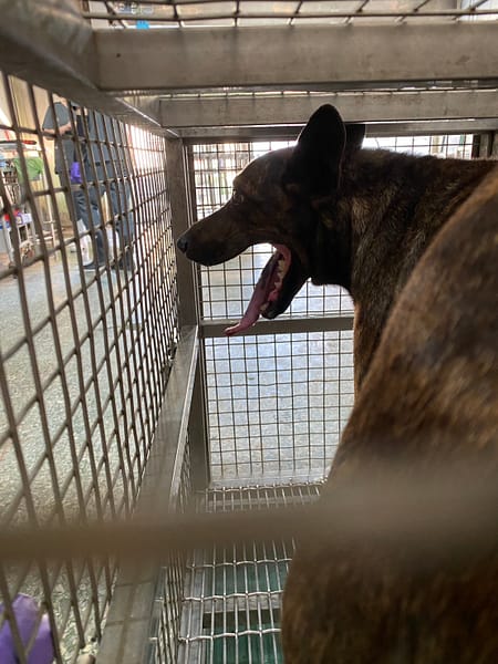 【待認養】混種犬 狗 (女生) - 臺南市動物之家善化站