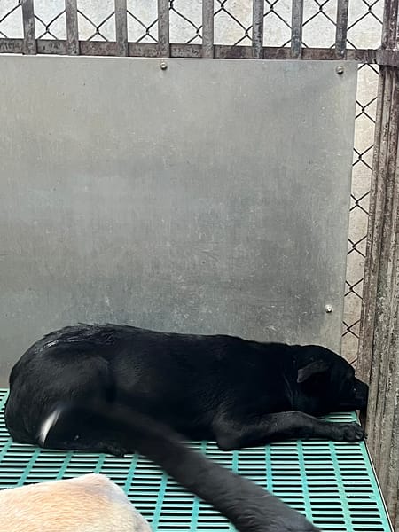 【待認養】混種犬 狗 (男生) - 彰化縣流浪狗中途之家