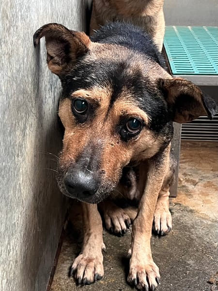 【待認養】混種犬 狗 (男生) - 彰化縣流浪狗中途之家