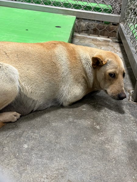 【待認養】混種犬 狗 (女生) - 臺東縣動物收容中心