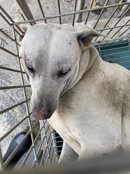 【待認養】混種犬 狗 (男生) - 臺南市動物之家善化站