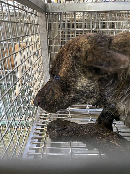 【待認養】混種犬 狗 (男生) - 臺南市動物之家善化站