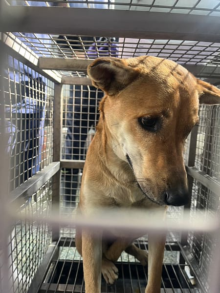【待認養】混種犬 狗 (女生) - 臺南市動物之家善化站