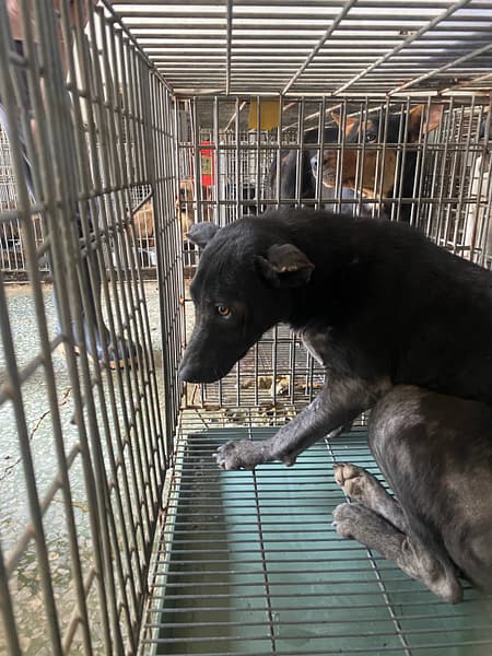 【待認養】混種犬 狗 (女生) - 臺南市動物之家善化站