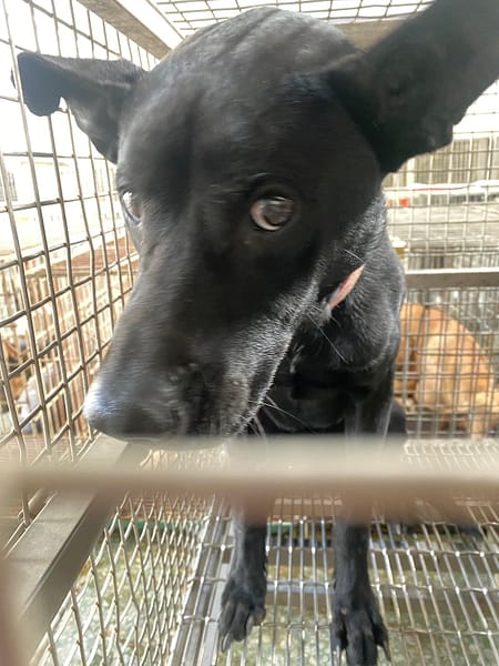 【待認養】混種犬 狗 (男生) - 臺南市動物之家善化站