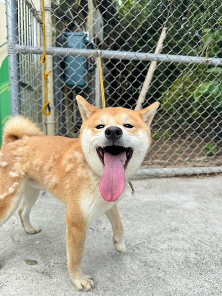 【待認養】柴犬 狗 (男生) - 新北市八里區公立動物之家