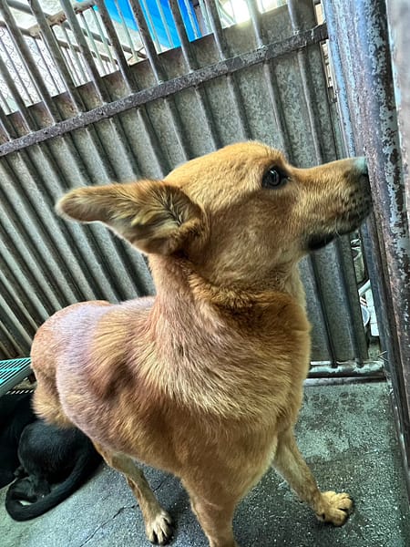 【待認養】混種犬 狗 (男生) - 彰化縣流浪狗中途之家