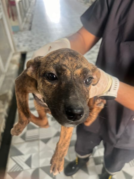 【待認養】混種犬 狗 (女生) - 苗栗縣動物保護教育園區