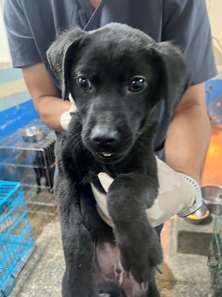 【待認養】混種犬 狗 (男生) - 苗栗縣動物保護教育園區