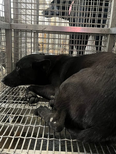 【待認養】混種犬 狗 (女生) - 臺南市動物之家善化站