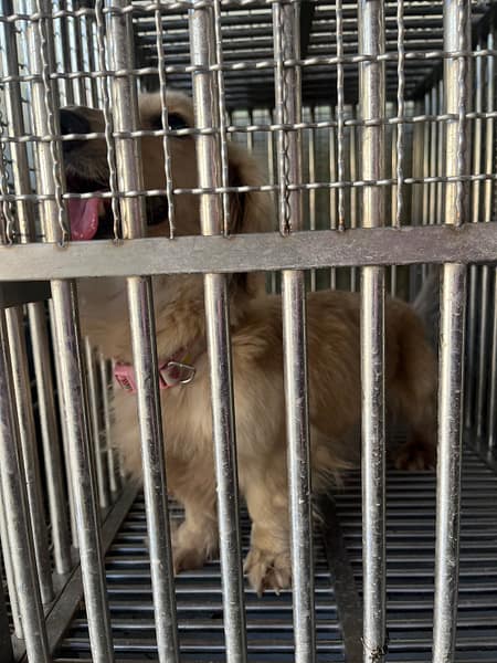 【待認養】法國鬥牛犬 狗 (女生) - 臺南市動物之家善化站