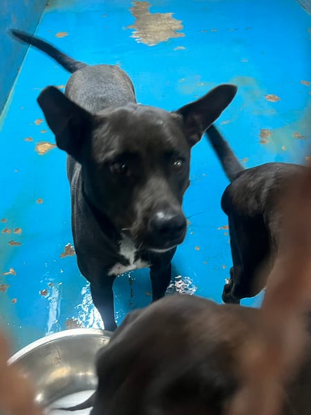 【待認養】混種犬 狗 (女生) - 苗栗縣動物保護教育園區