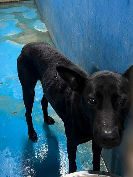 【待認養】混種犬 狗 (男生) - 苗栗縣動物保護教育園區