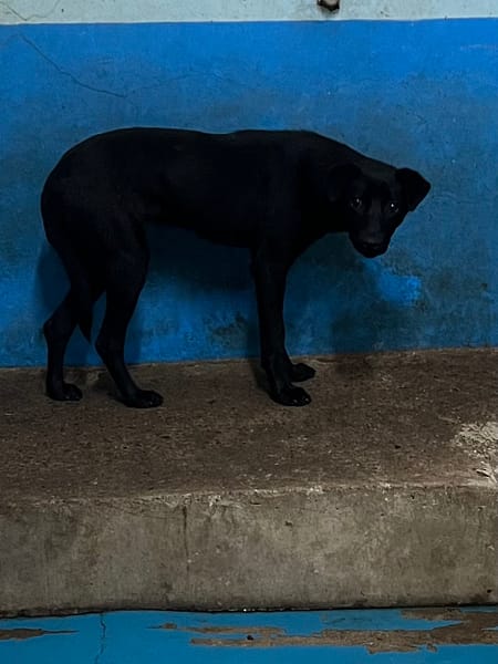 【待認養】混種犬 狗 (男生) - 苗栗縣動物保護教育園區
