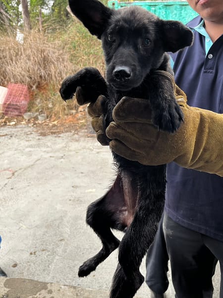 【待認養】混種犬 狗 (女生) - 彰化縣流浪狗中途之家
