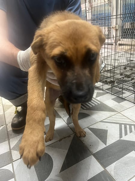 【待認養】混種犬 狗 (男生) - 苗栗縣動物保護教育園區