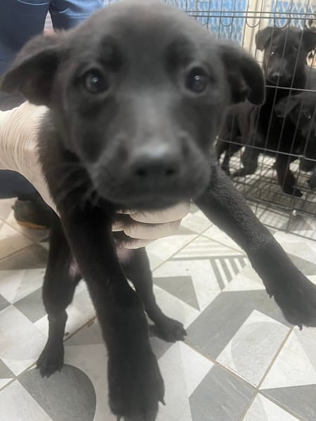 【待認養】混種犬 狗 (女生) - 苗栗縣動物保護教育園區