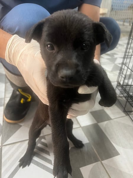 【待認養】混種犬 狗 (女生) - 苗栗縣動物保護教育園區