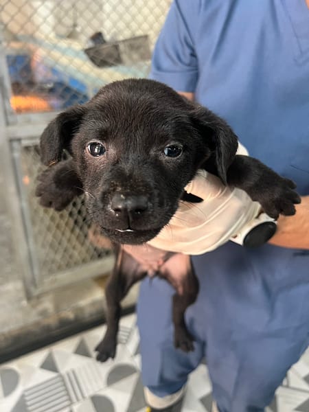 【待認養】混種犬 狗 (女生) - 苗栗縣動物保護教育園區