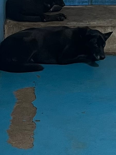 【待認養】混種犬 狗 (女生) - 苗栗縣動物保護教育園區