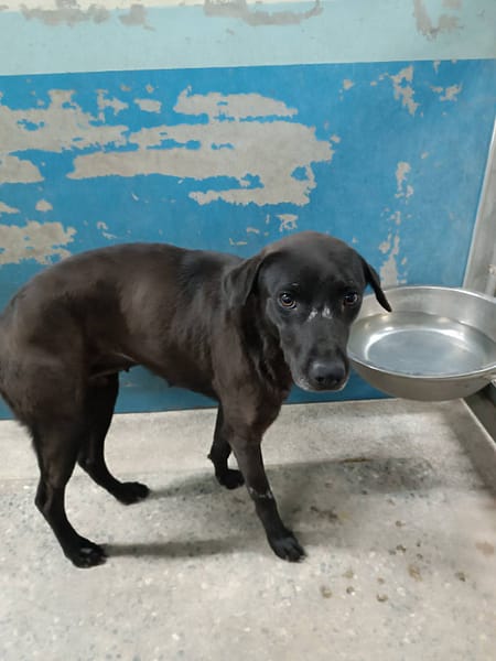 【待認養】混種犬 狗 (女生) - 苗栗縣動物保護教育園區
