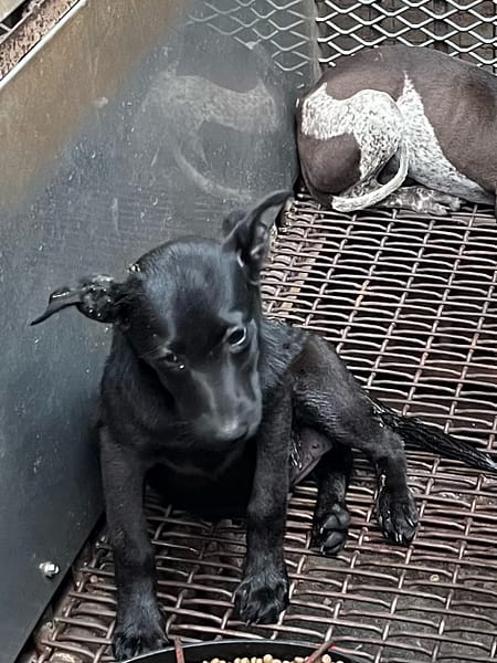 【待認養】混種犬 狗 (女生) - 彰化縣流浪狗中途之家