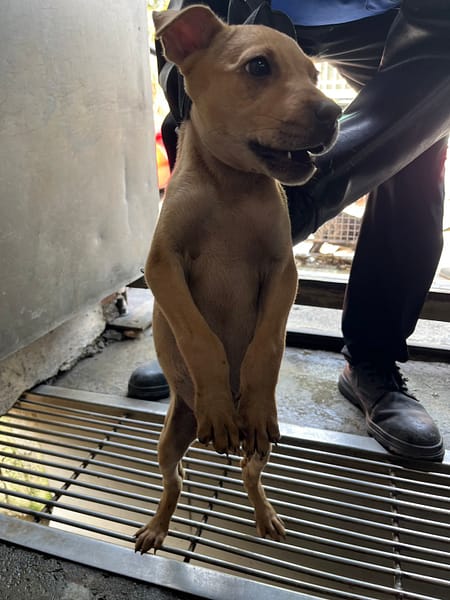 【待認養】混種犬 狗 (女生) - 彰化縣流浪狗中途之家