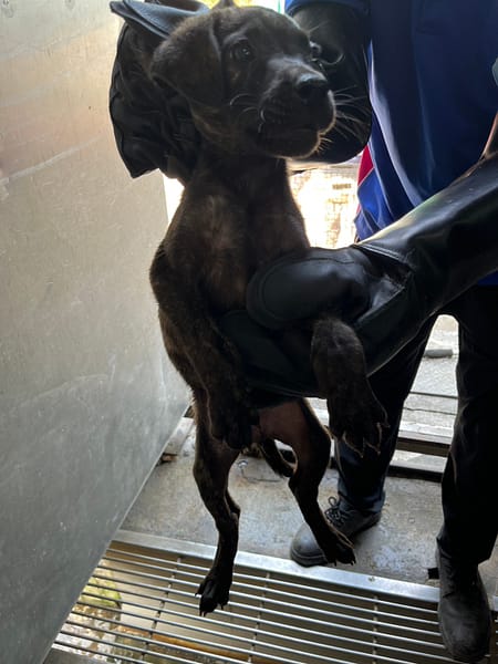 【待認養】混種犬 狗 (女生) - 彰化縣流浪狗中途之家