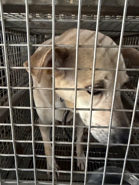 【待認養】混種犬 狗 (女生) - 臺南市動物之家善化站