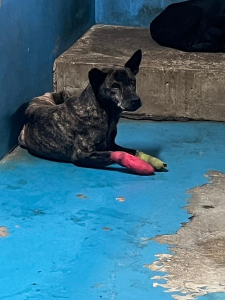 【待認養】混種犬 狗 (女生) - 苗栗縣動物保護教育園區