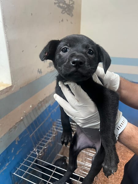 【待認養】混種犬 狗 (女生) - 苗栗縣動物保護教育園區