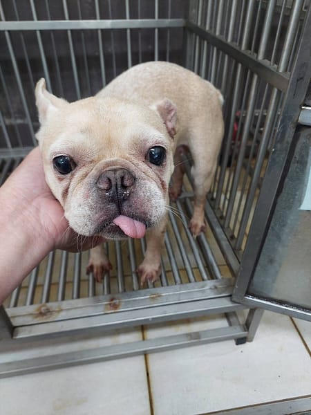 【待認養】法國鬥牛犬 狗 (女生) - 新北市五股區公立動物之家