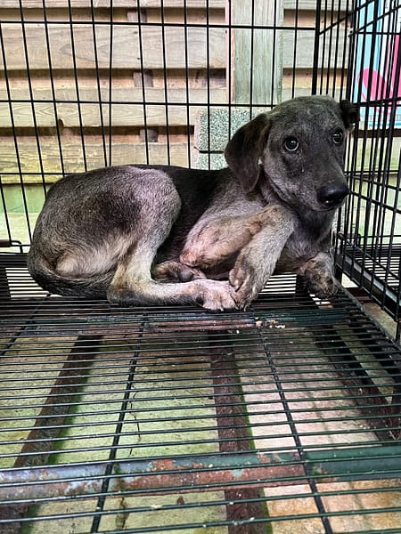 【待認養】混種犬 狗 (男生) - 彰化縣流浪狗中途之家
