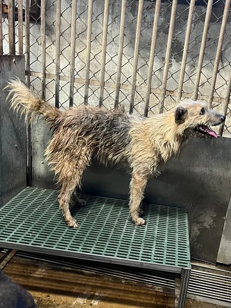 【待認養】混種犬 狗 (男生) - 彰化縣流浪狗中途之家