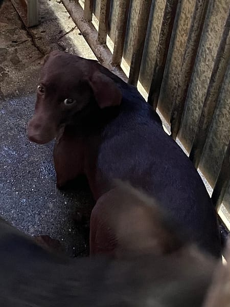 【待認養】混種犬 狗 (男生) - 彰化縣流浪狗中途之家