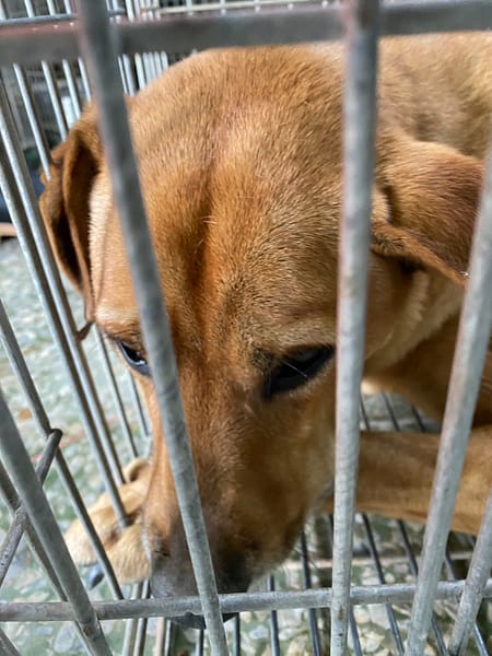 【待認養】混種犬 狗 (男生) - 臺南市動物之家善化站