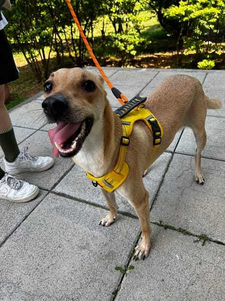 【待認養】混種犬 狗 (女生) - 臺中市動物之家南屯園區