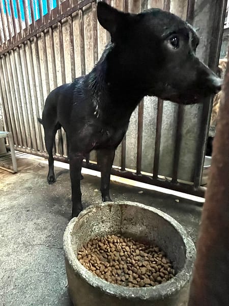 【待認養】混種犬 狗 (男生) - 彰化縣流浪狗中途之家
