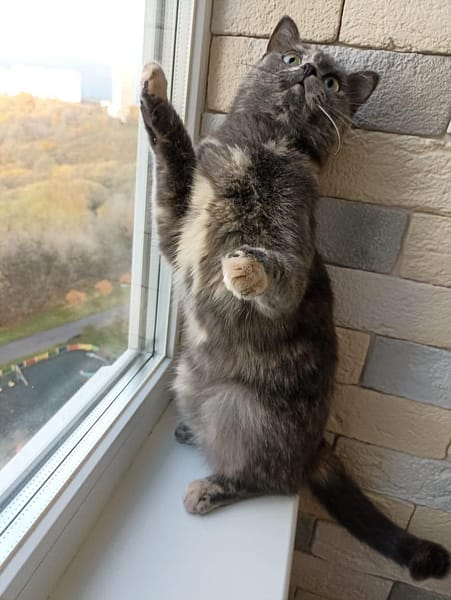 維樂寵物美容店