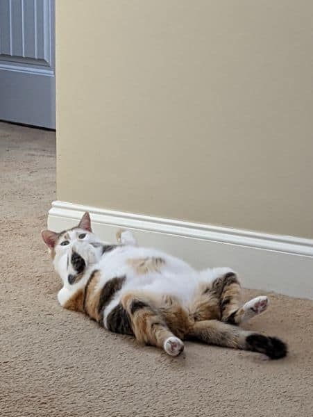 邵秀蘭訓犬學苑