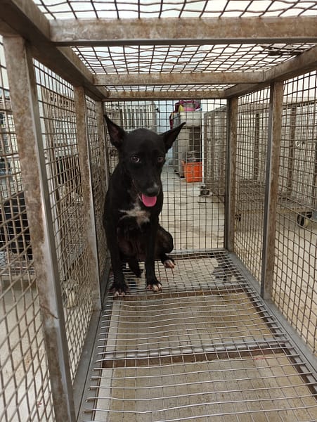 【待認養】混種犬 狗 (女生) - 嘉義縣動物保護教育園區