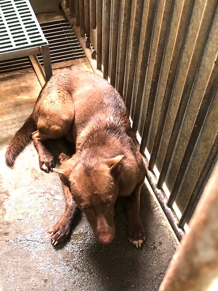 【待認養】混種犬 狗 (男生) - 彰化縣流浪狗中途之家