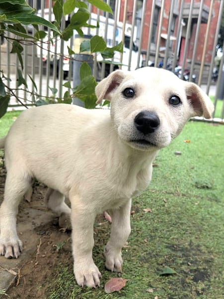 【待認養】混種犬 狗 (女生) - 新竹縣動物保護教育園區