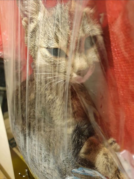 夜行喵有限公司