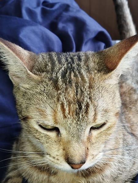 棉花田寵物商行