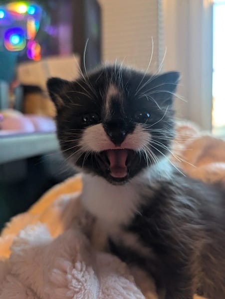 艾利歐庫恩緬因貓舍