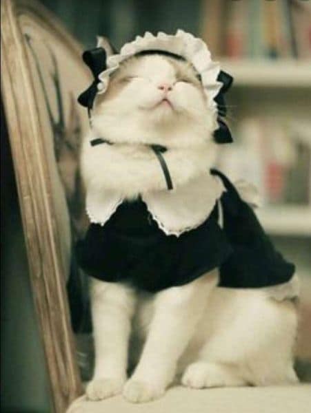 赫騰寵物美容精品館