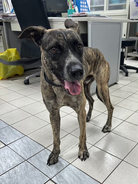 【待認養】混種犬 狗 (男生) - 彰化縣流浪狗中途之家