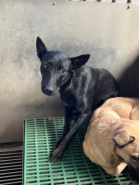 【待認養】混種犬 狗 (男生) - 彰化縣流浪狗中途之家