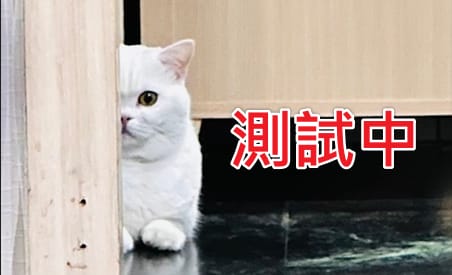 【待認養】混種犬 狗 (男生) - 連江縣流浪犬收容中心